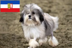 Read more about the article Löwchen crescători și căței în Schleswig-Holstein
