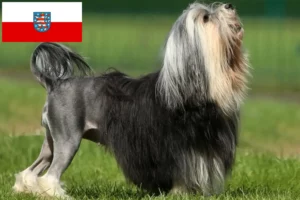 Read more about the article Löwchen crescători și căței în Thuringia