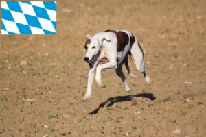 Read more about the article Magyar Agar Agar crescători și căței în Bavaria