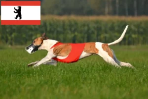 Read more about the article Magyar Agar Agar crescători și căței în Berlin