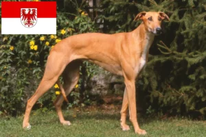 Read more about the article Magyar Agar Agar crescători și căței în Brandenburg