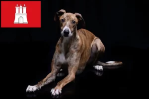 Read more about the article Magyar Agar Agar crescători și căței în Hamburg