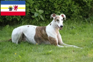 Read more about the article Magyar Agar Agar crescători și căței în Mecklenburg-Vorpommern