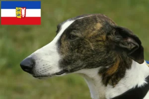 Read more about the article Magyar Agar Agar crescători și căței în Schleswig-Holstein
