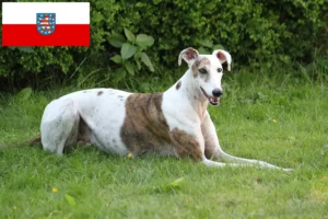 Read more about the article Magyar Agar crescători și căței în Thuringia