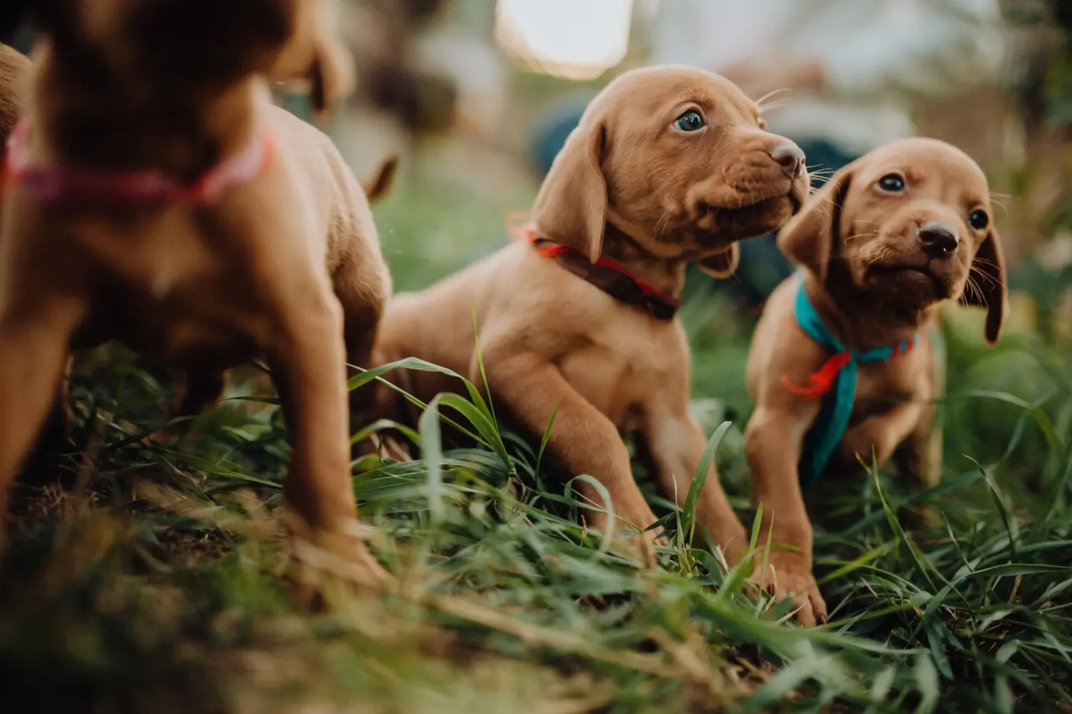 Cumpărarea unui cățel Magyar Vizsla înseamnă asumarea responsabilității! Cumpărați cățeluși Magyar Vizsla.