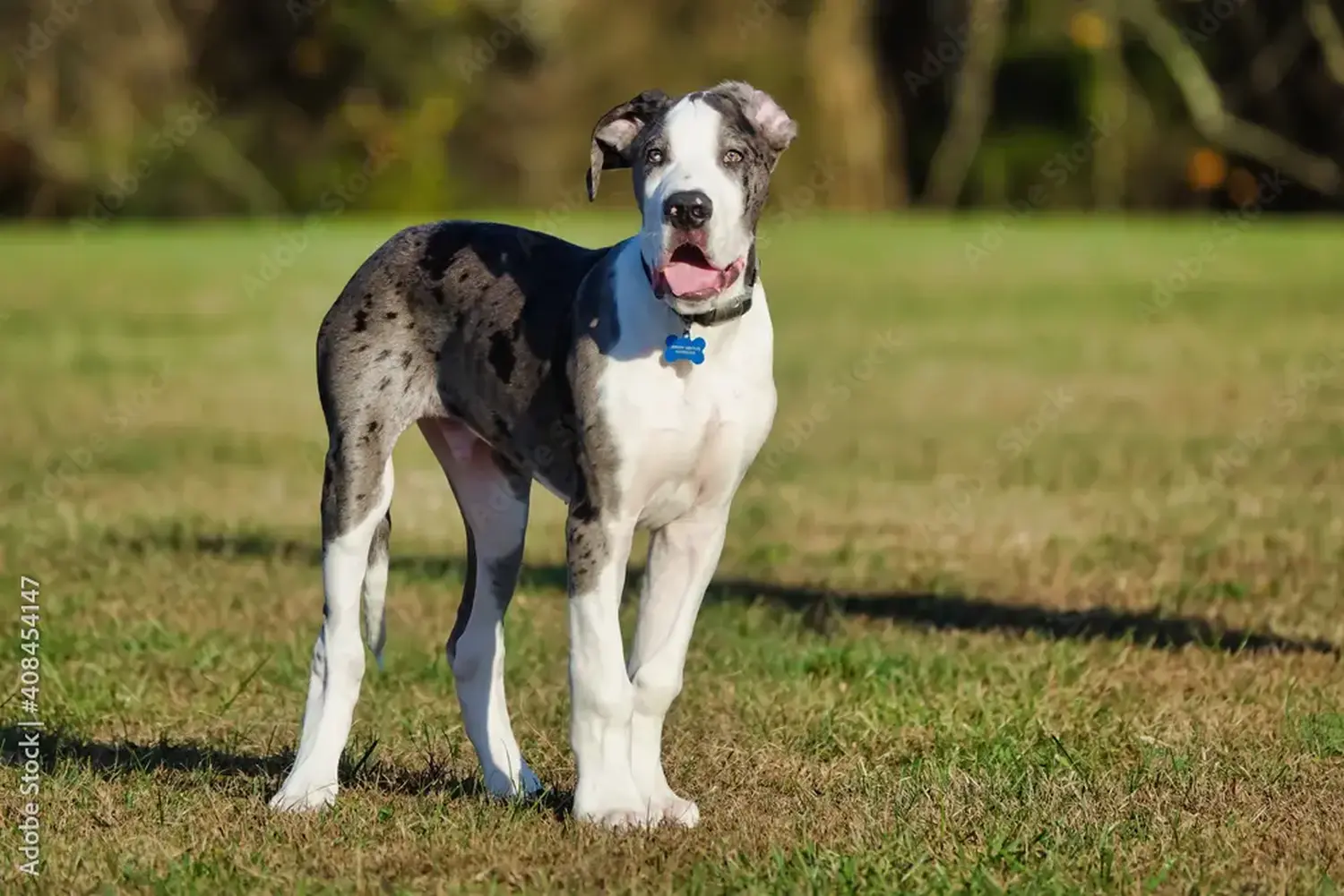 Cumpărarea unui cățel Danez Mare înseamnă asumarea responsabilității! Cumpărați cățeluși Great Dane.