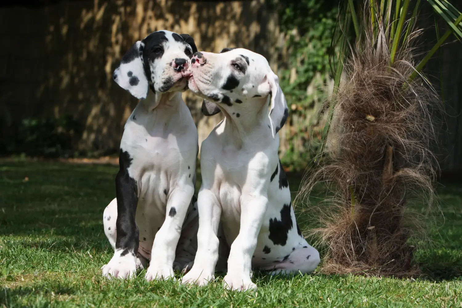 Cumpărarea unui cățel Danez Mare înseamnă asumarea responsabilității! Cumpărați cățeluși Great Dane.