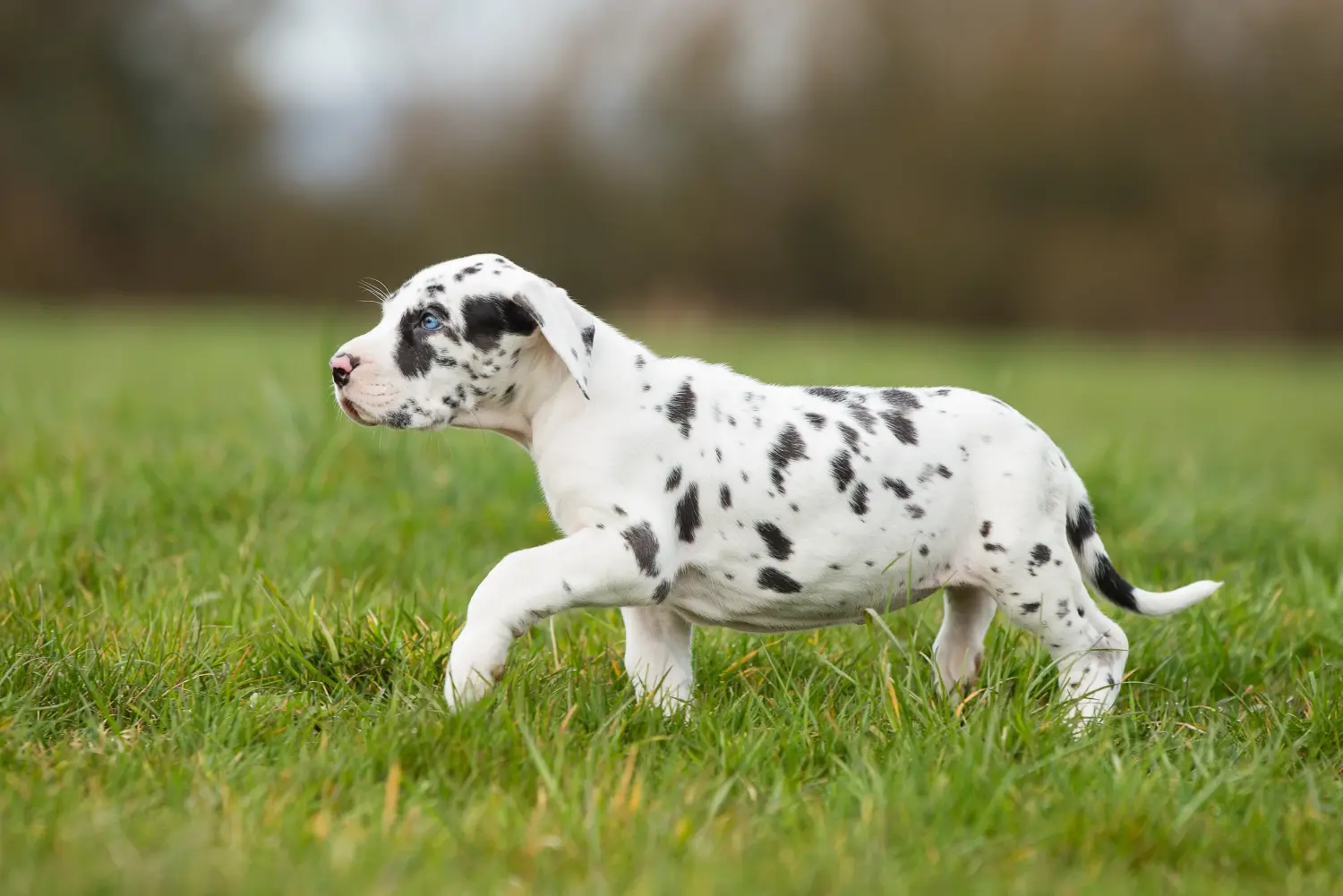 Cumpărarea unui cățel Danez Mare înseamnă asumarea responsabilității! Cumpărați cățeluși Great Dane.