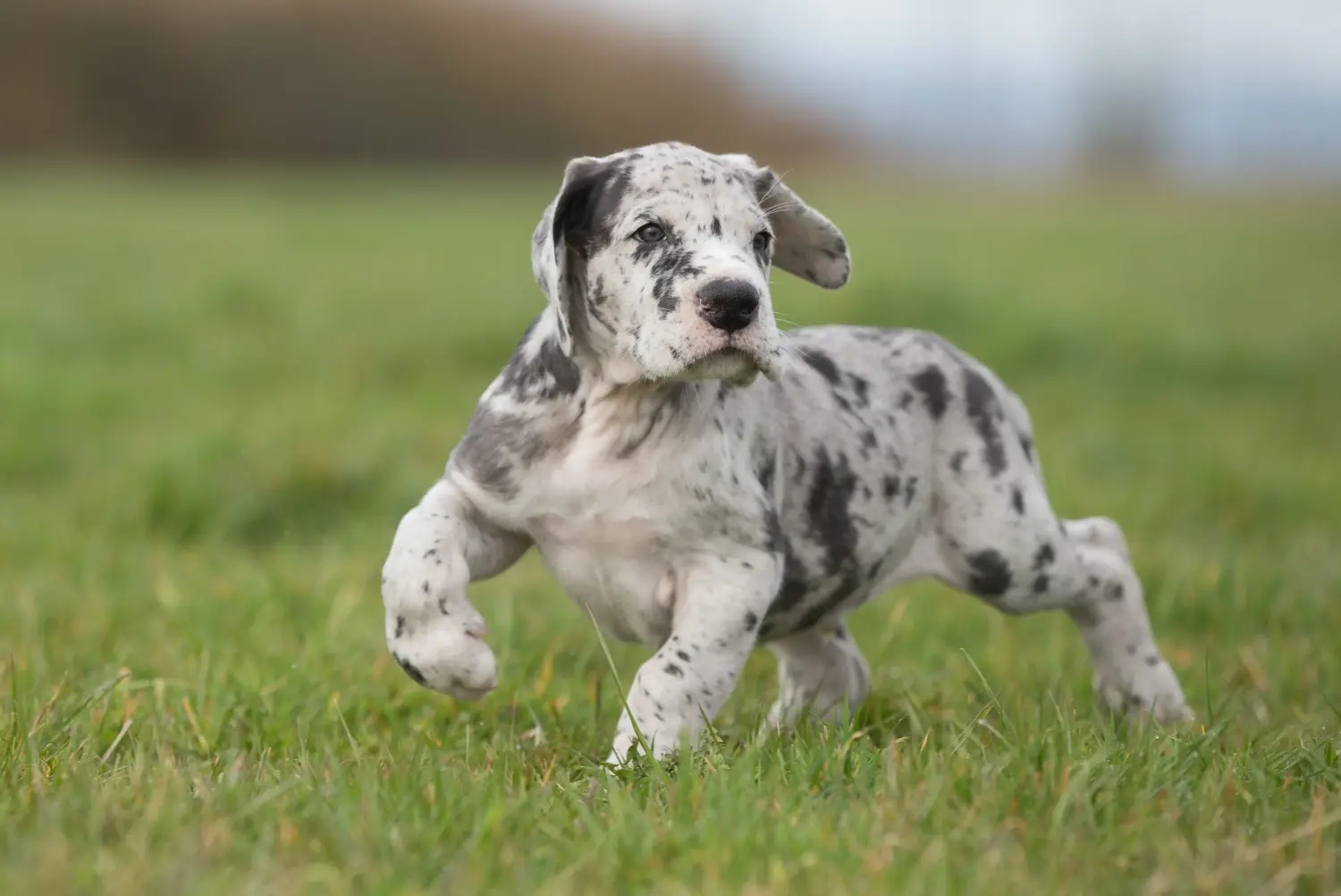 Cumpărarea unui cățel Danez Mare înseamnă asumarea responsabilității! Cumpărați cățeluși Great Dane.