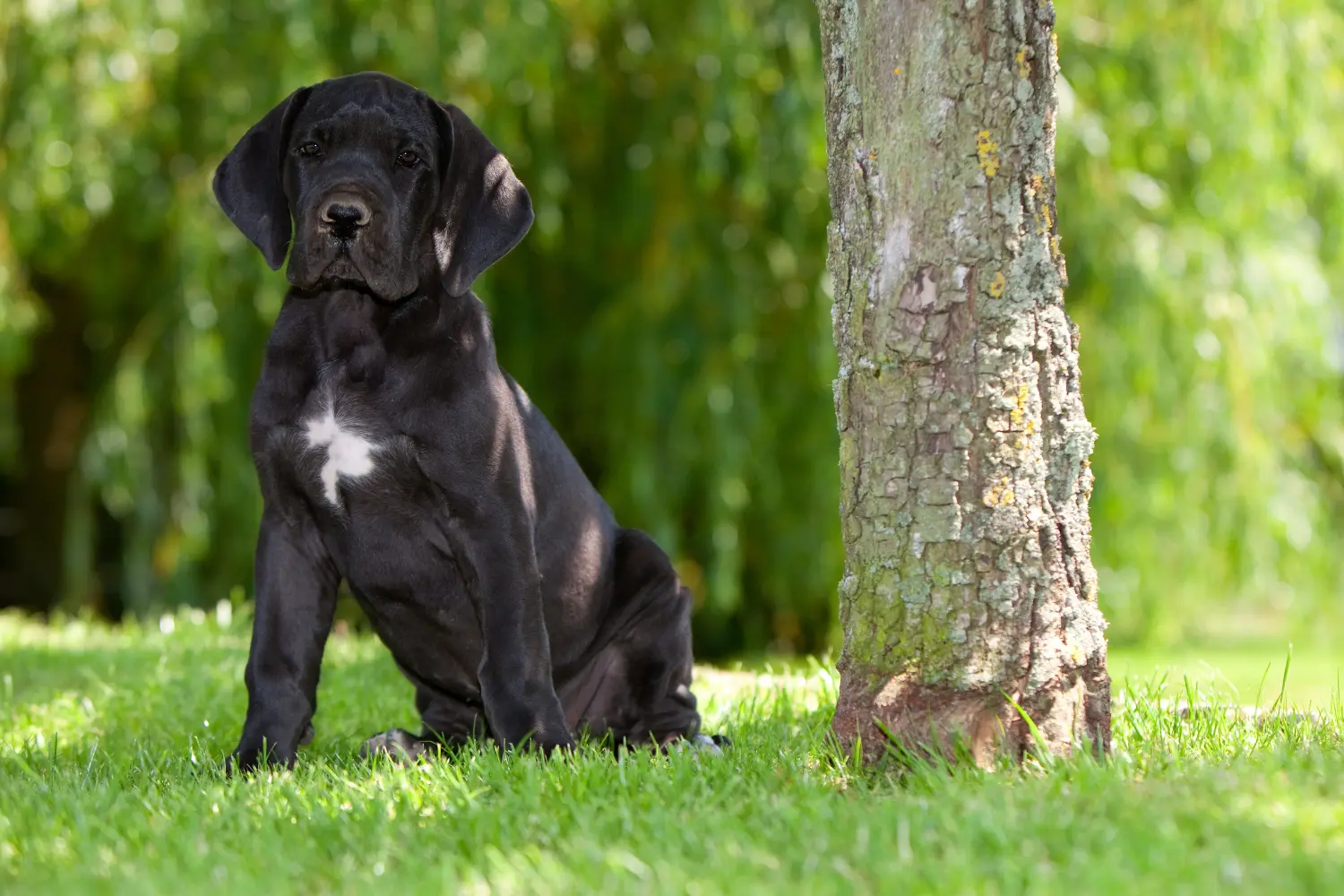 Cumpărarea unui cățel Danez Mare înseamnă asumarea responsabilității! Cumpărați cățeluși Great Dane.