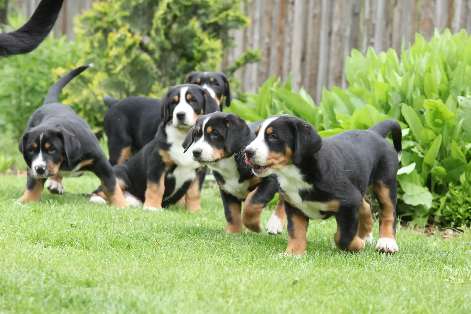 Cumpărarea unui cățeluș Greater Swiss Mountain Dog înseamnă asumarea responsabilității! Cumpărați pui de câine de munte elvețian mai mare.