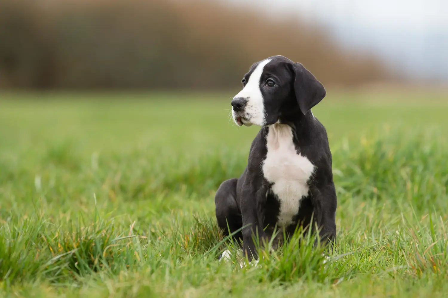 Cumpărarea unui cățel Danez Mare înseamnă asumarea responsabilității! Cumpărați cățeluși Great Dane.