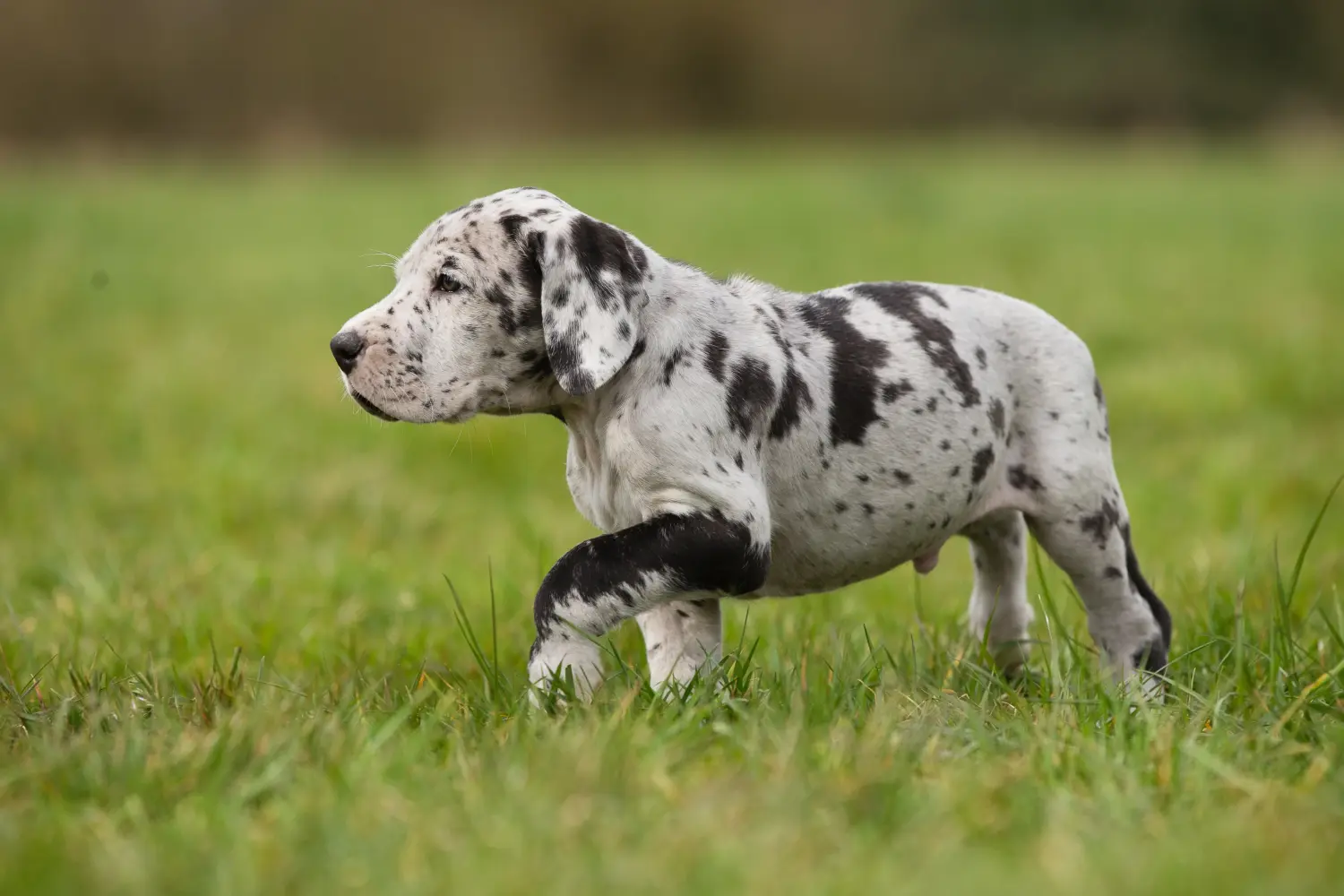 Cumpărarea unui cățel Danez Mare înseamnă asumarea responsabilității! Cumpărați cățeluși Great Dane.