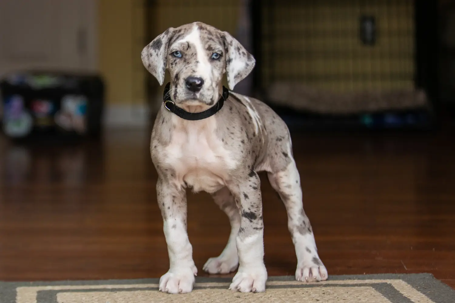 Cumpărarea unui cățel Danez Mare înseamnă asumarea responsabilității! Cumpărați cățeluși Great Dane.