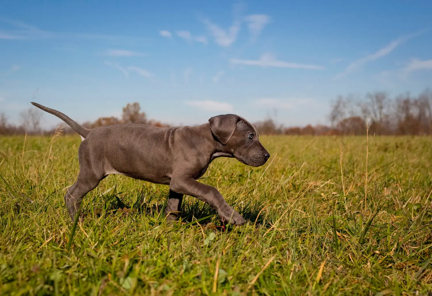Cumpărarea unui cățel Danez Mare înseamnă asumarea responsabilității! Cumpărați cățeluși Great Dane.