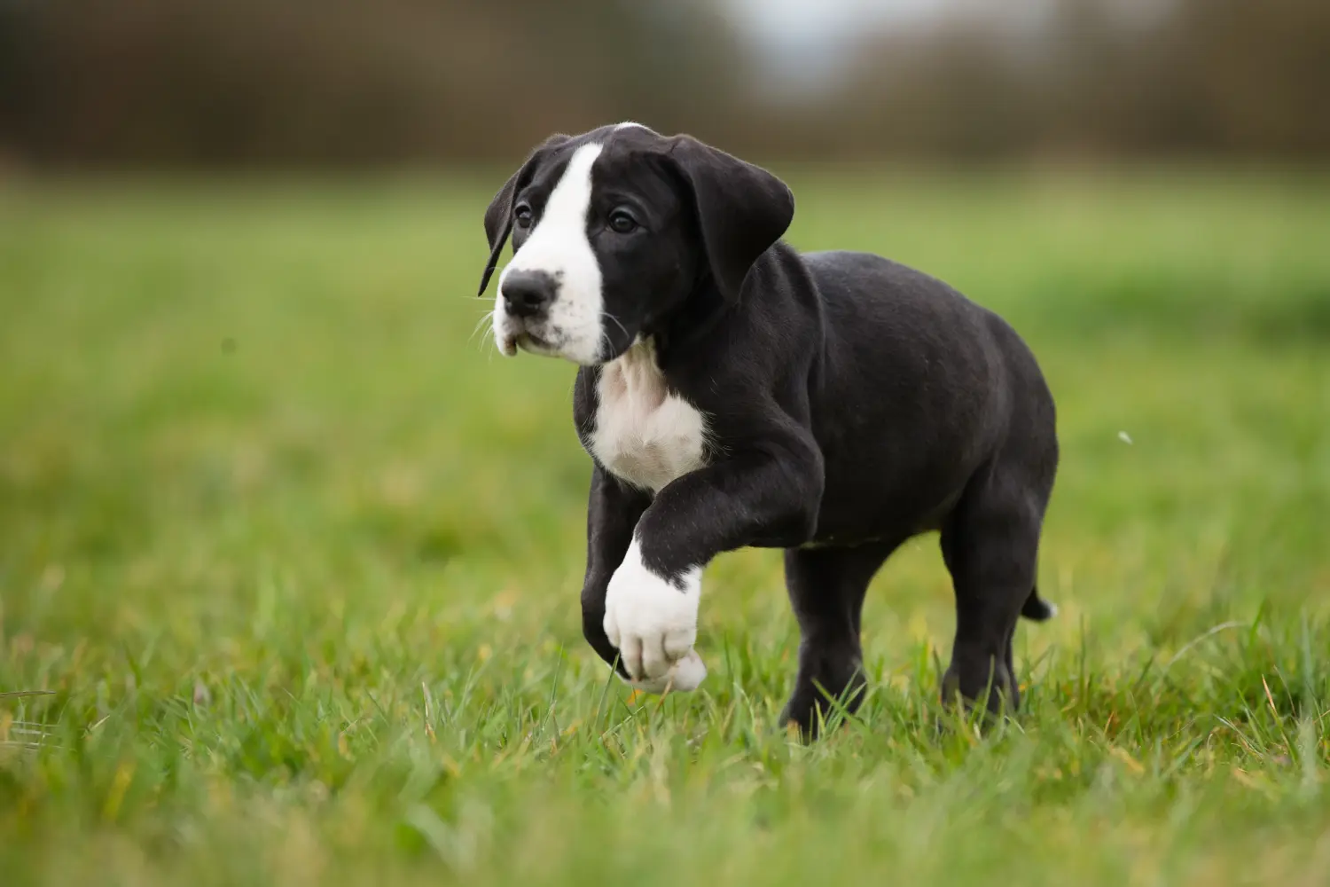 Cumpărarea unui cățel Danez Mare înseamnă asumarea responsabilității! Cumpărați cățeluși Great Dane.