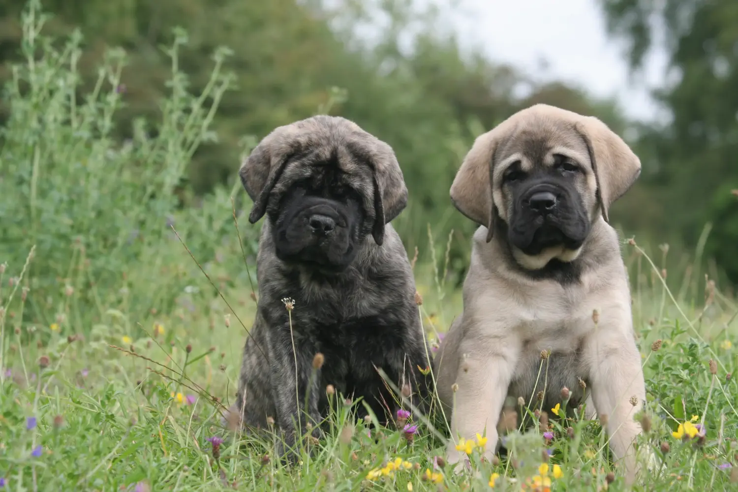Cumpărarea unui cățel Mastiff înseamnă asumarea responsabilității! Cumpărați căței Mastiff.