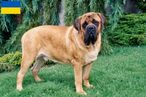 Read more about the article Mastiff crescători și căței în Ucraina