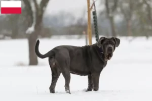 Read more about the article Mastino Napoletano crescători și căței în Polonia