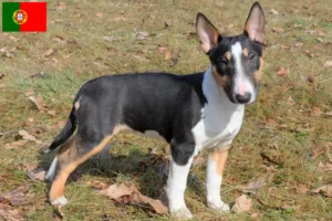 Read more about the article Miniature Bull Terrier crescători și căței în Portugalia