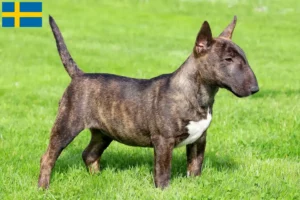 Read more about the article Crescători de Bull Terrier în miniatură și căței în Suedia