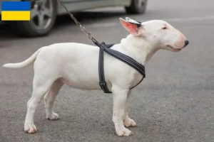 Read more about the article Miniature Bull Terrier crescători și căței în Ucraina