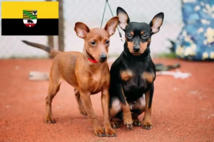 Read more about the article Crescători de Pinscher Miniatural și căței în Saxonia-Anhalt