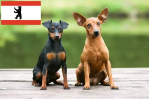 Read more about the article Miniature Pinscher crescător și căței în Berlin