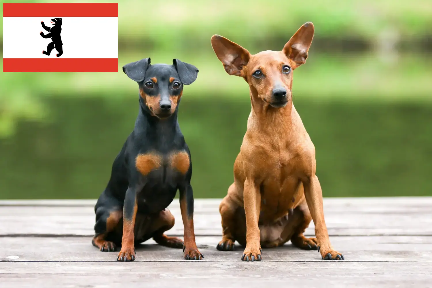 Miniature Pinscher căței și crescător Berlin Aici puteți găsi crescători de Pinscher miniatural în Berlin.