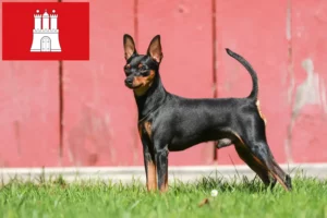 Read more about the article Miniatura Pinscher crescător și căței în Hamburg