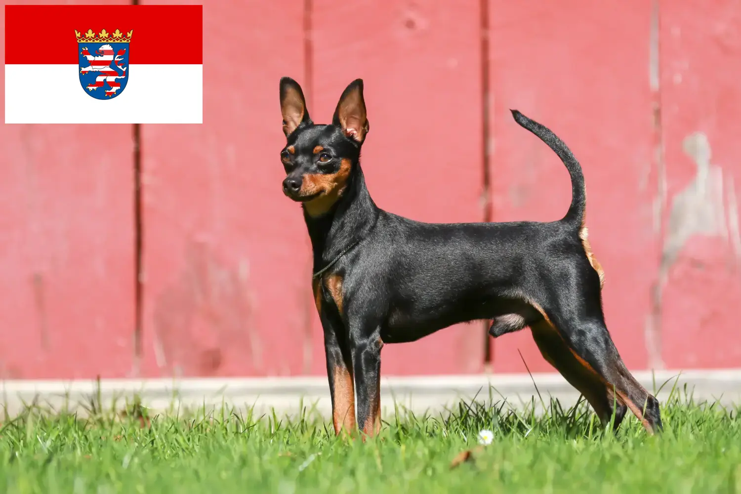 Dwarf Pinscher căței și crescător Hessen Aici puteți găsi crescători de Pinscher miniatural în Hessen.