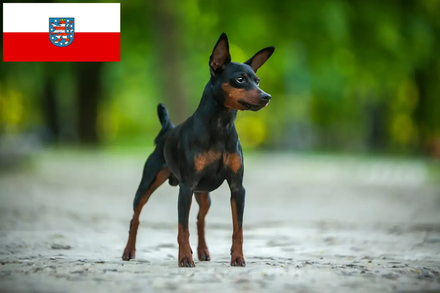 Pinscher miniatural căței și crescători Thuringia Aici puteți găsi crescători de Pinscher miniatural în Thuringia.