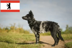 Read more about the article Mudi crescător și căței în Berlin