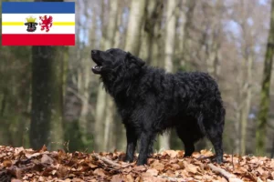 Read more about the article Mudi crescători și căței în Mecklenburg-Vorpommern