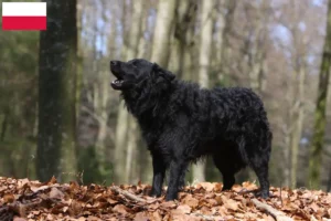 Read more about the article Mudi crescători și căței în Polonia