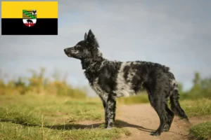 Read more about the article Mudi crescători și căței în Saxonia-Anhalt