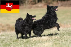 Read more about the article Mudi crescători și căței în Saxonia Inferioară