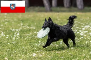 Read more about the article Mudi crescători și căței în Thuringia