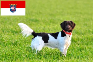 Read more about the article Micul crescător de Münsterländer și căței în Hessen