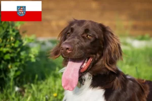 Read more about the article Münsterländer mic crescător și căței în Turingia