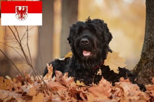 Read more about the article Rusoaica Terrier Negru Rusoaică Crescător și Cățeluși în Brandenburg
