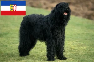 Read more about the article Crescători de Terrier Negru Rus și căței în Schleswig-Holstein