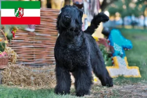 Read more about the article Crescători de Terrier Negru Rus și căței în Renania de Nord-Westfalia