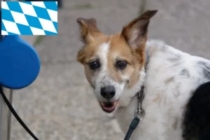 Read more about the article Norrbottenspitz crescători și căței în Bavaria