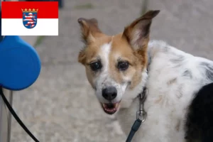 Read more about the article Norrbottenspitz crescători și căței în Hessen