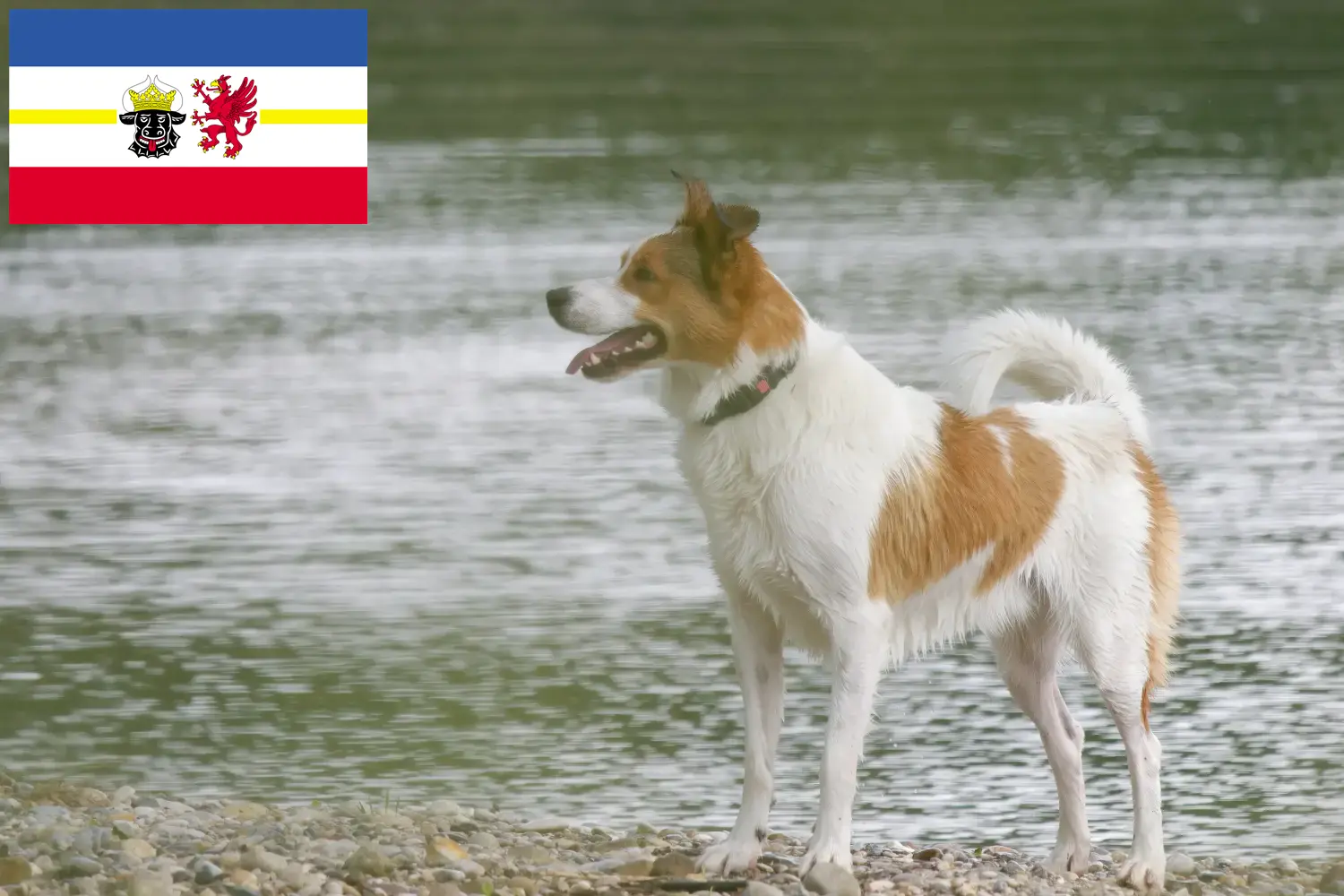 Norrbottenspitz căței și crescători Mecklenburg-Vorpommern Aici puteți găsi crescători de Norrbottenspitze în Mecklenburg-Vorpommern.