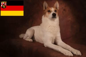 Read more about the article Crescători de Norrbottenspitz și căței în Rhineland-Palatinate