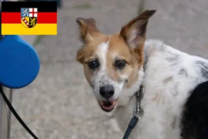 Read more about the article Norrbottenspitz crescători și căței în Saarland