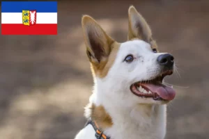 Read more about the article Crescători de Norrbottenspitz și căței în Schleswig-Holstein